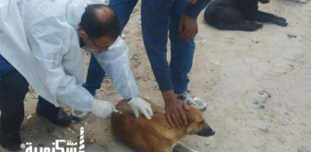 حي غرب ....ينفذ حملة لتطعيم الكلاب الضالة وتطعيم وتعقيم ١٤ حالة بنطاق الحي