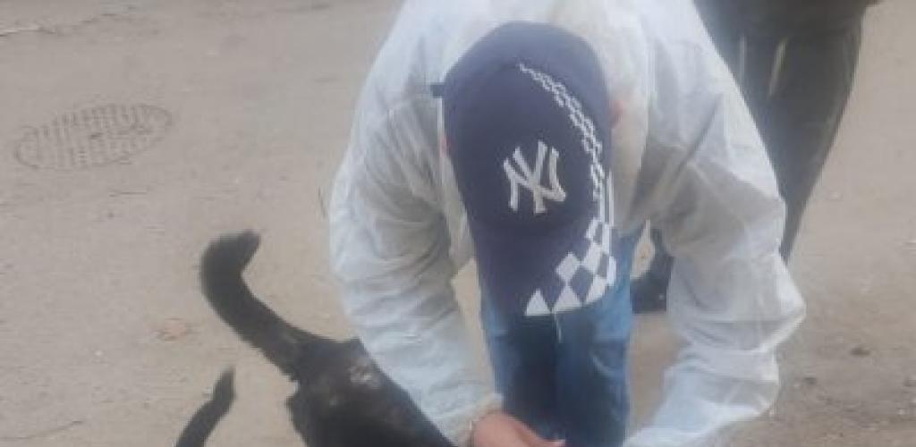 استجابة لشكاوى الأهالي.. حملة لتطعيم وتعقيم الكلاب الضالة بشوارع "المنتزه أول"