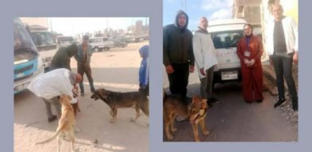 بالتنسيق مع الطب البيطري.. تطعيم 20 حالة من الكلاب الضالة أمام مدرسة البكاتوشي بالإسكندرية