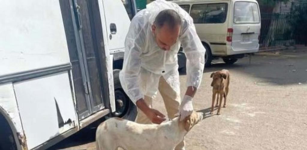 نشاط مكثف لحى الجمرك بالإسكندرية: حملات لإزالة الإشغالات وتجميل الحدائق وتحصين الكلاب الضالة
