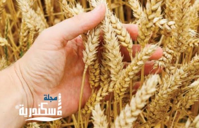 ١٢٥٩ طن قمح بموسم بشاير الخير بالإسكندرية