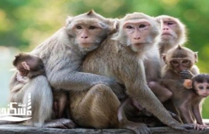 نيابة المنتزة ثان ....التحفظ على 23 قرد وببغاء مهددة بالإنقراض والمحظور حيازتهم