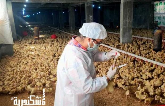 محافظ الإسكندرية: تحصين 7 ملايين طائر بالمزارع ونحو 50 ألفا بالمنازل