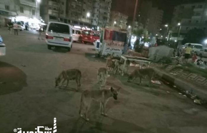 حي المنتزة ثان....القضاء على 16 كلبًا ضالًا بشوارع الحي