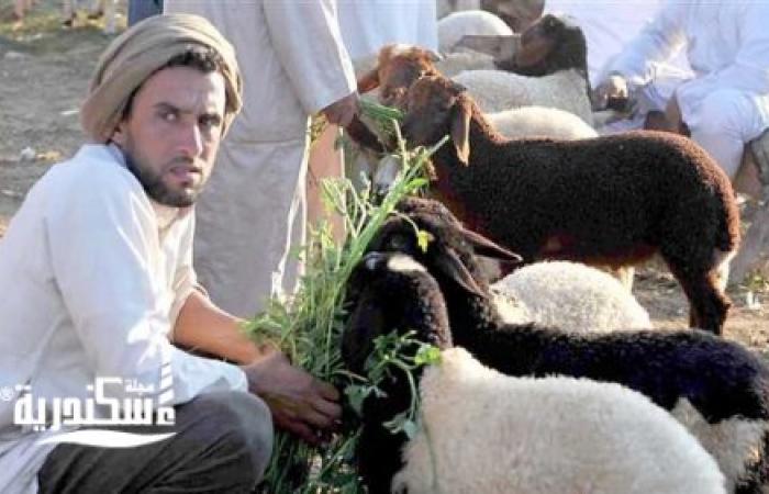 مع اقتراب عيد الاضحى المبارك كيلو الضأن البرقي الملوكي بـ100 جنيه والسيمي 80 جنيهًا