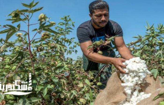 بدء حصاد «الذهب الأبيض» ب 883 فدانً بمنطقة العامرية