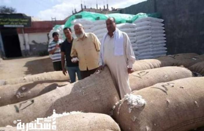 الانتهاء من حصاد 750 فداناً من محصول القطن في الإسكندرية