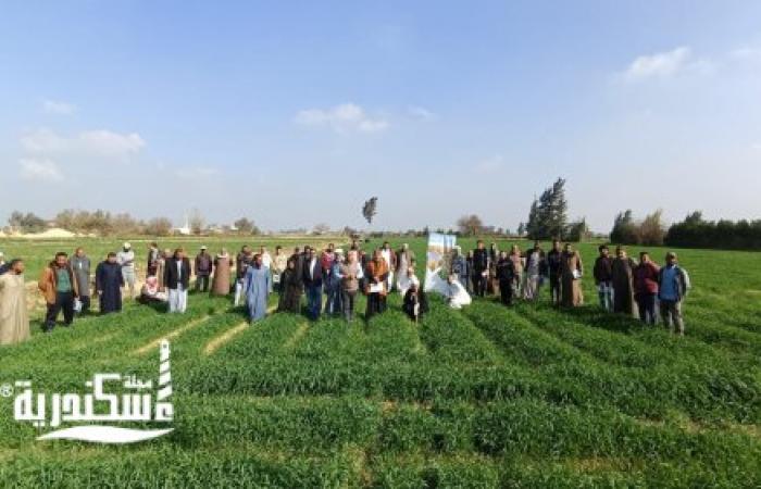 الوكالة الأمريكية للتنمية تنظم اليوم الحقلي الاول بقري بنجر السكر