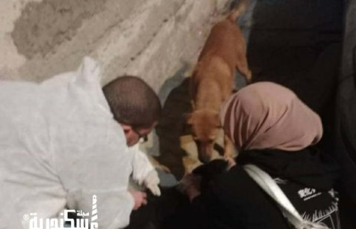 بالتعاون مع "الطب البيطري".. انطلاق حملة لتطعيم الكلاب الضالة بشوارع حي شرق