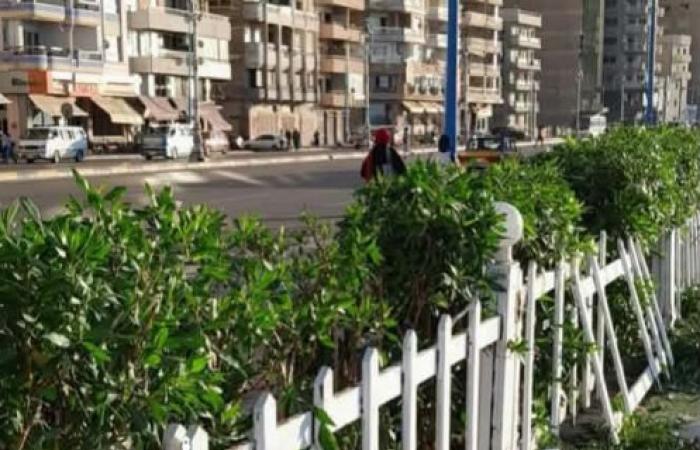 استجابة سريعة لشكاوى المواطنين.. الإدارة المركزية للسياحة والمصايف بالإسكندرية تنهي أزمة حجب الأشجار لرؤية البحر بالعصافرة