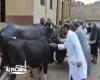 مديرية الطب البيطري بالإسكندرية تحصن 66 ألف رأس ماشية ضد الأمراض الموسمية