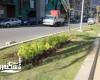 الاهمال يضرب حدائق وسط الاسكندريه اباده للاشجار المعمره