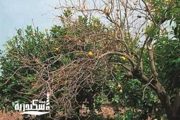 «زراعة الاسكندرية» تحذر من مرض جفاف الأفرع في الموالح «مالسيكو»